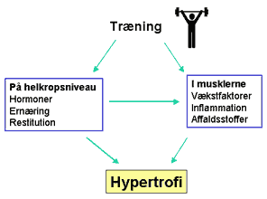 Hypertrofi illustration